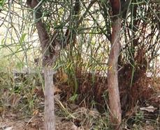 Main Stem of trees
